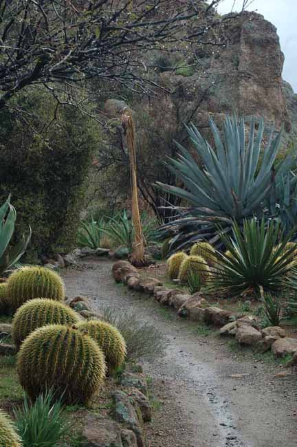 various plants in the cacti garden